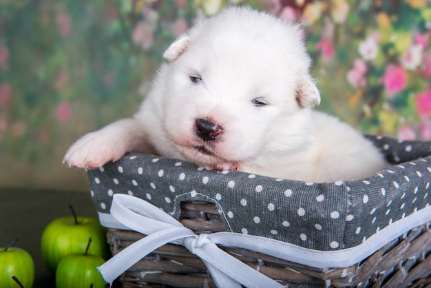 Biały Puszysty Mały Szczeniak Samoyed W Koszu Z Jabłkami