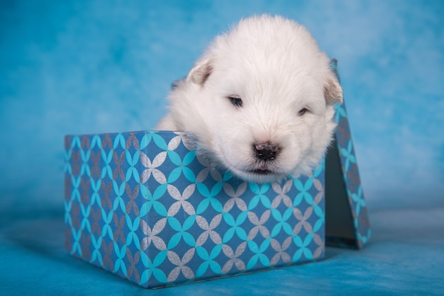 Zdjęcie biały puszysty mały szczeniak samoyed w pudełku prezentowym