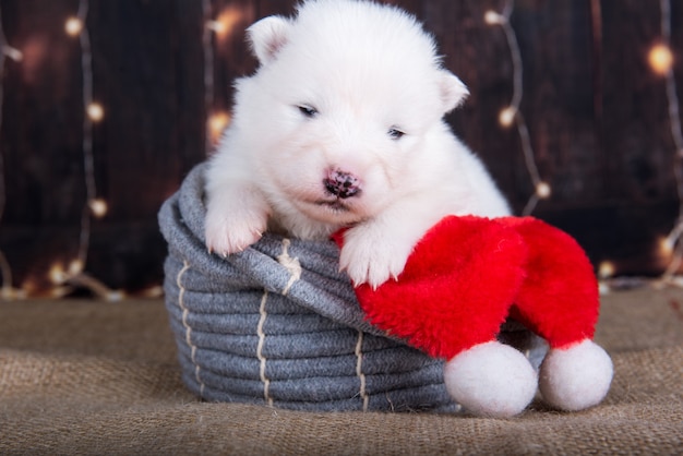 Biały puszysty mały szczeniak samoyed w świątecznym pudełku prezentowym