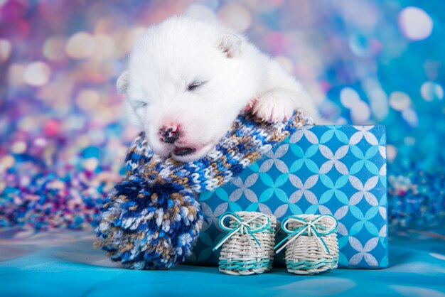 Biały puszysty mały szczeniak samoyed w świątecznym pudełku prezentowym