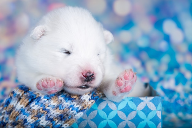 Biały puszysty mały szczeniak Samoyed w świątecznym pudełku przed niebieskim brokatowym tłem