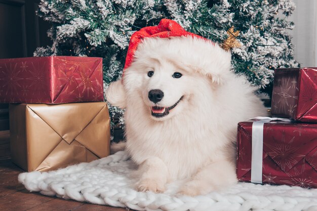 Biały puszysty pies Samoyed w czapce mikołaja na Boże Narodzenie