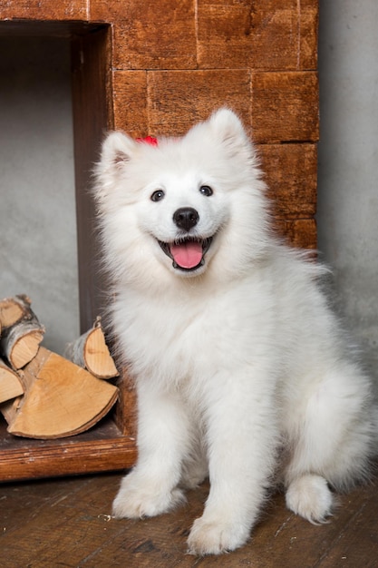 Biały puszysty szczeniak rasy Samoyed przy kominku z drewnem opałowym