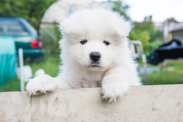 Biały puszysty szczeniak Samoyed wyglądający z płotu