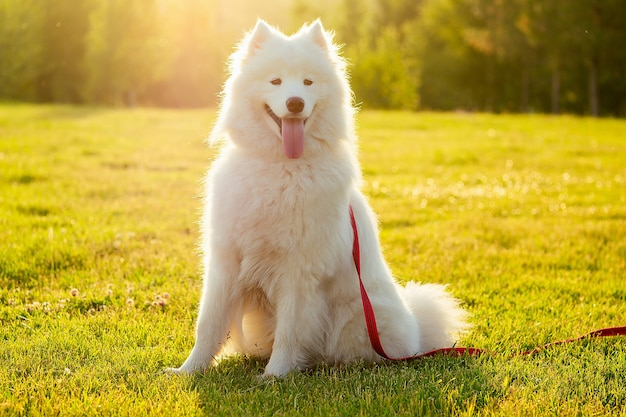 Biały puszysty uroczy pies samoyed w letnim parku promienie słońca w tle pola