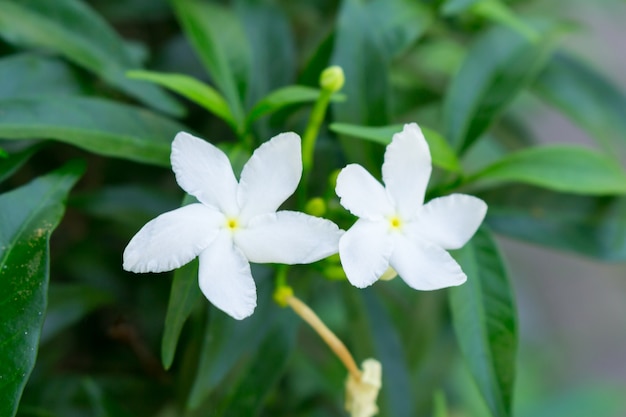 Biały Sampaguita Jasmine lub Arabian Jasmine w ogrodzie