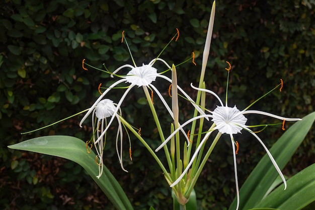 Biały Schnhutchen Hymenocallis latifolia kwiat w ogródzie