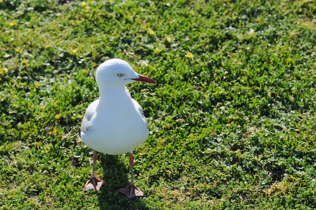Biały Seagull W Parku W Sydney Australia
