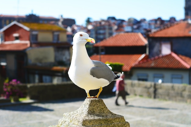 Biały seagull w Porto.