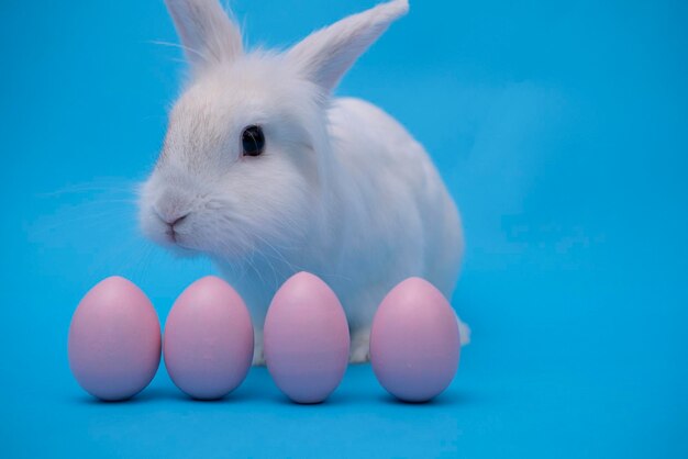 Biały śliczny króliczek wielkanocny na niebieskim tle Zajączek siedzi z różowymi jajkami wielkanocnymi Happy Easter Bunny