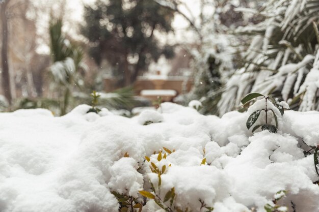 Biały śnieg na nagich gałęziach w mroźny zimowy dzień z bliska Naturalne tło Selektywne tło botaniczne Zdjęcie wysokiej jakości