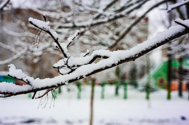 Biały śnieg na nagich gałęziach w mroźny zimowy dzień z bliska Naturalne tło Selektywne tło botaniczne