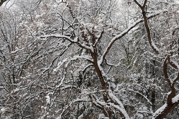 Biały śnieg Na Nagich Gałęziach W Mroźny Zimowy Dzień Z Bliska Naturalne Tło Selektywne Tło Botaniczne