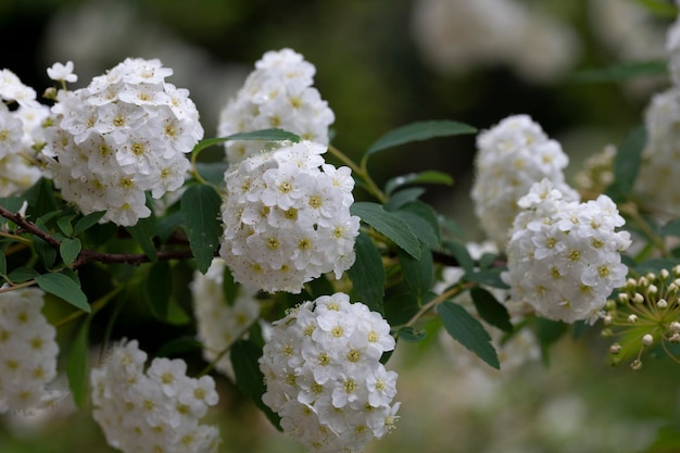 Biały spiraea meadowsweet krzak w kwitnących pąkach i białych kwiatach germander meadowsweet