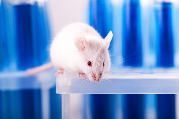 Biały szczur laboratoryjny na białym tle na niebieskim tle