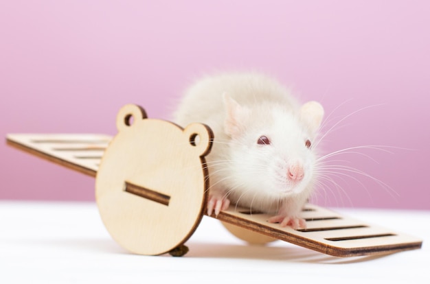 Biały szczur na drewnianej zabawce na białym i różowym tle