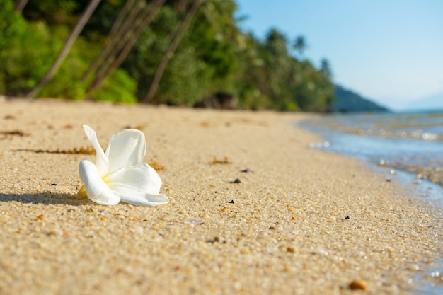 Biały tropikalny frangipani kwiat na bezludnej plaży. Paradise tropikalna wyspa oceanem