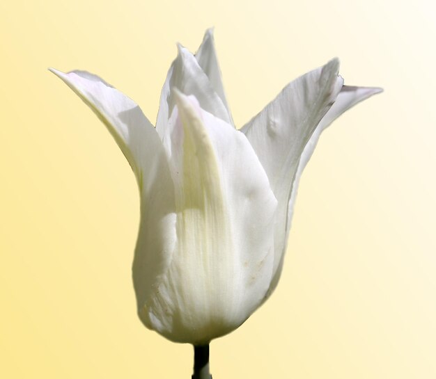 biały tulipan na miękkim żółtym tle