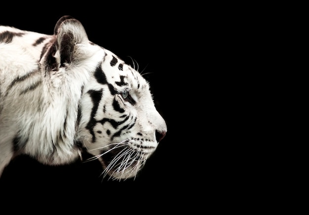 Biały Tygrys Na Czarnym Tle