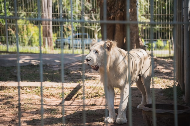 Biały tygrys w zoo