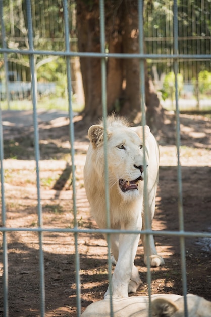 Biały tygrys w zoo