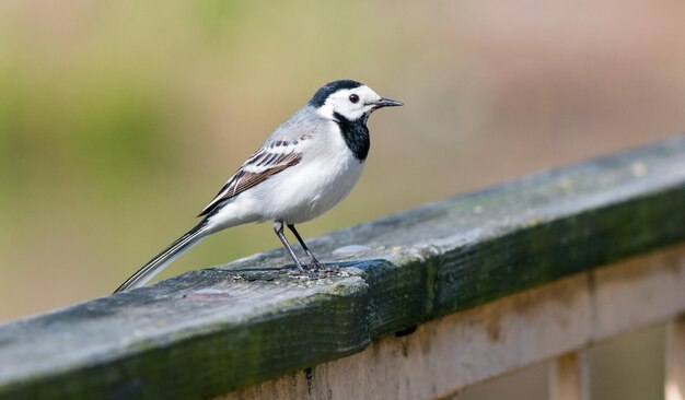 Biały wagtail siedzący na poręczy mostu