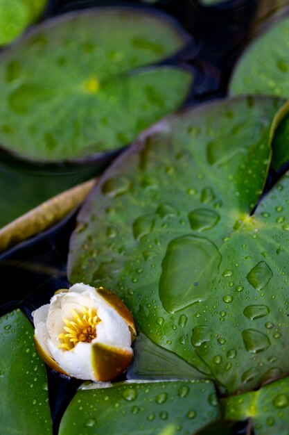 Biały waterlily pączek w stawie