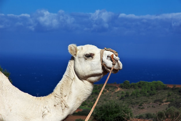 Biały Wielbłąd Na Wybrzeżu Morza śródziemnego W Algierii, Afryka