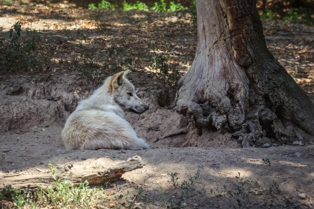 Biały wilk (Canis lupus arctos) odpoczywa przy drzewie.
