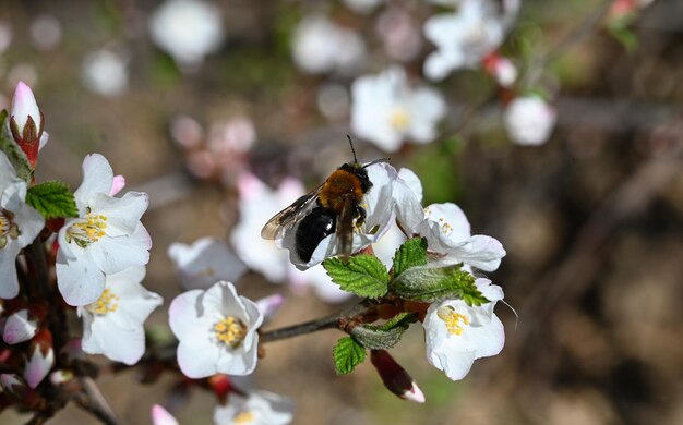 Biały wiśnia sakura kwiat zbliżenie w tle parku przyrody