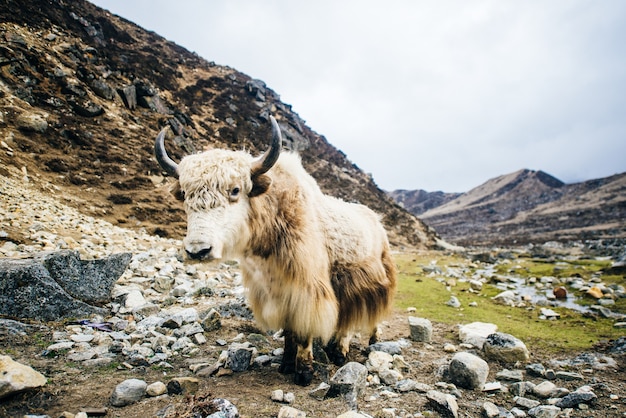 Biały Yak Na Tle Pastwisk Górskich W Himalajach, Nepalu