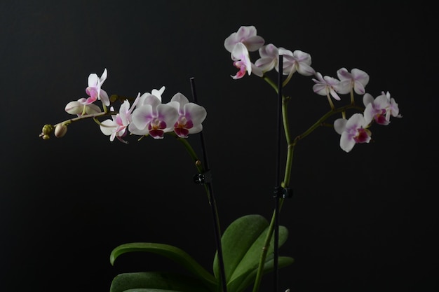 Biały z różową orchideą Gałęzie orchidei na czarnym tle