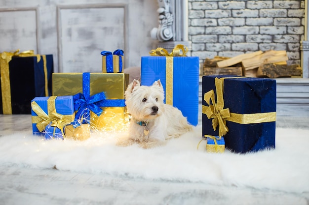 Zdjęcie biały zachodni terier na podłodze wśród bożonarodzeniowych pudełek z prezentami