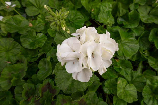 Biały Zonal Geranium, Pelargonium hortorum z czerwonymi kwiatami z zielonym ogrodem, Pelargonium