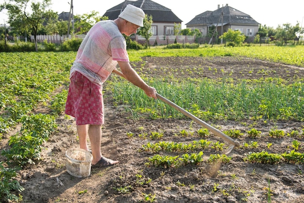 Biedny rolnik pielęgnujący ogród warzywny na wiosnę