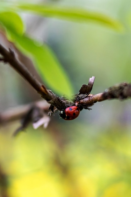 Biedronka chrząszcz na gałęzi drzewa z zielonymi liśćmi