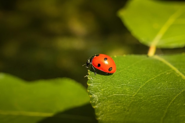 Biedronka Coccinellidae na łodydze pietruszki i zielonym tle