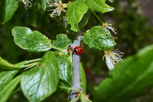 Biedronka (łac. Coccinellidae) niszczy mszyce na liściach i ratuje rośliny przed śmiercią.