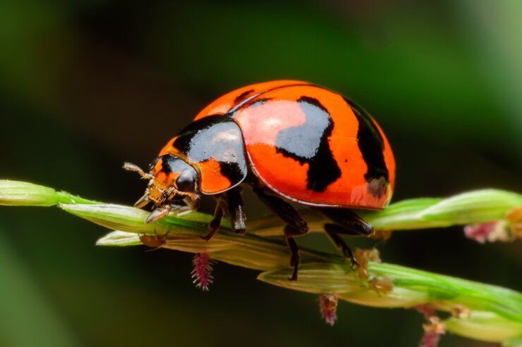 Zdjęcie biedronka na liściu w ogrodowej naturze