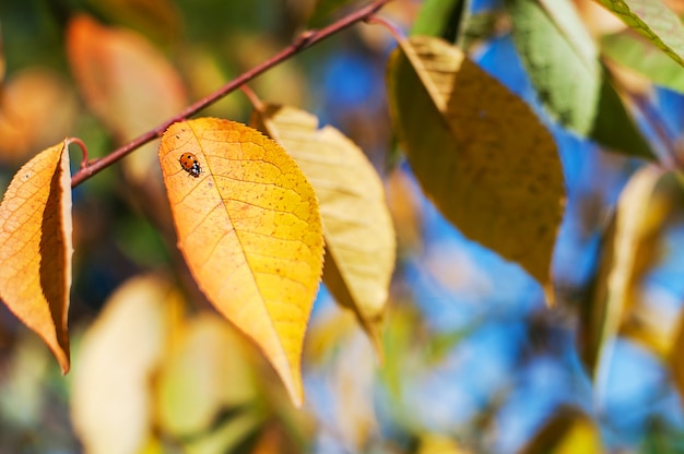 Biedronka na utumn żółtym liściu. Jesień żółci kolorowi liście zamazujący.