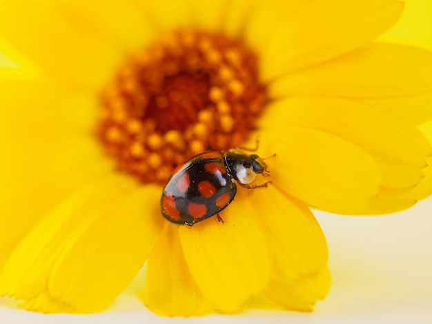 Biedronka na żółtym kwiacie. Fotografia makro.