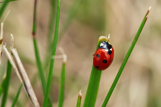 Zdjęcie biedronki na źdźble trawy z bliska coccinellidae