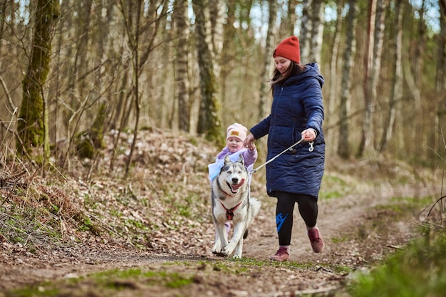 Biegnąca matka i dziewczyna z ciągnącym psa zaprzęgowego Siberian Husky w uprzęży na jesiennej leśnej drodze