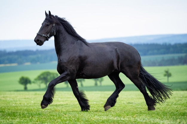 Biegnący galop czarny koń fryzyjski