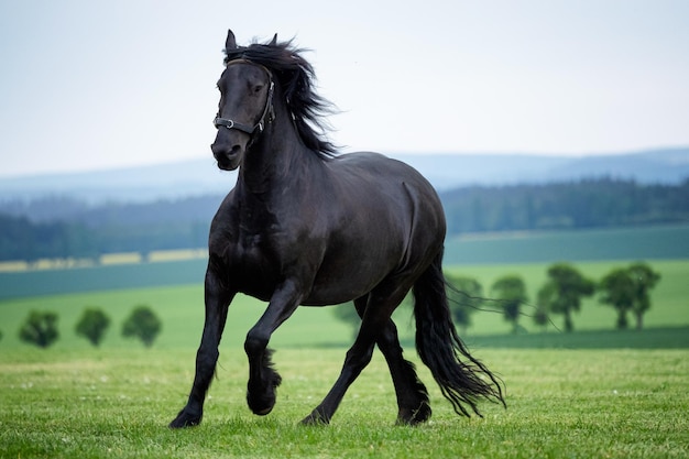 Biegnący galop czarny koń fryzyjski