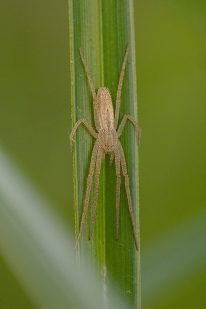 Biegnący krab pająk z rodziny Philodromidae