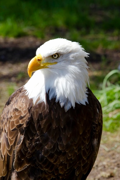 Bielik amerykański (Haliaeetus leucocephalus)