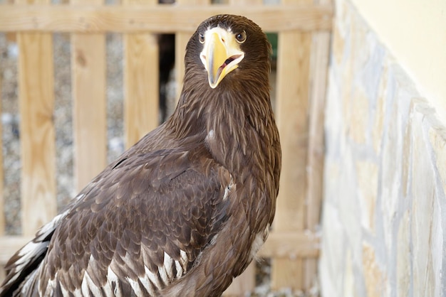 Bielik bielik (Haliaeetus pelagicus)