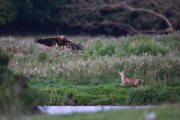 Bielik Haliaeetus albicilla kontra lis rudy Vulpes vulpes