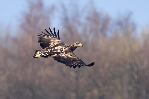 Bielik haliaeetus albicilla